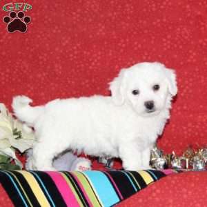 Jordan, Bichon Frise Puppy